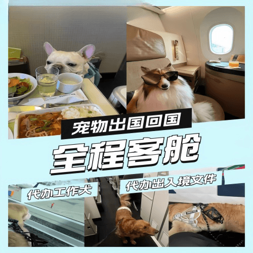 亳州市宠物托运到白俄罗斯宠物入境规定和要求